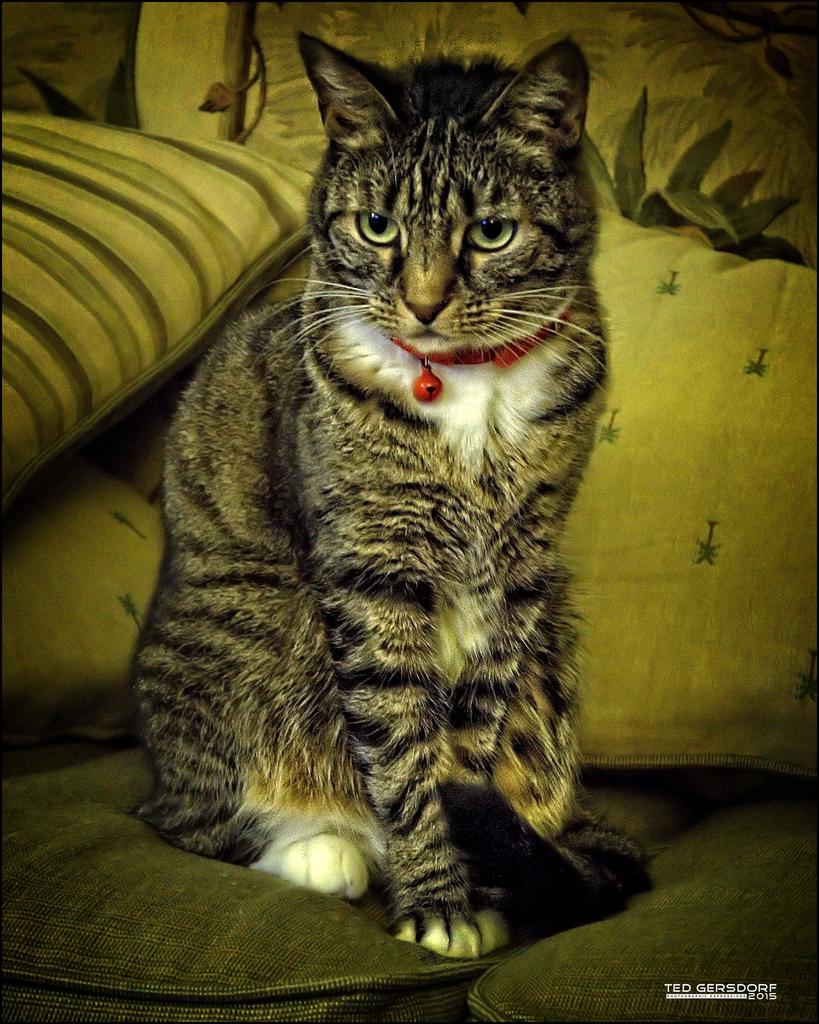 Bill the Cat 1-25-2015.jpg