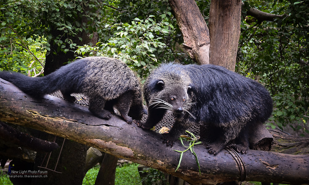 binturong.jpg