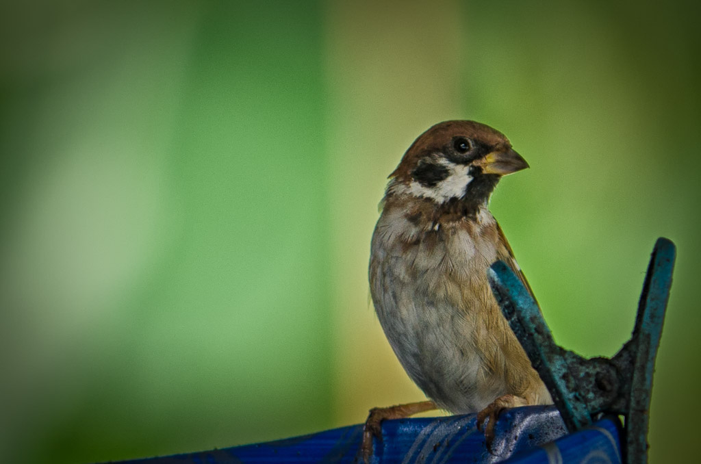 bird-1.jpg