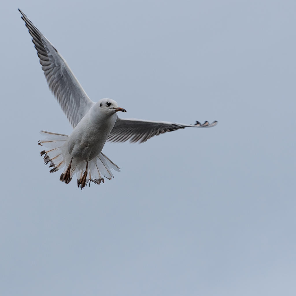 Bird-1.jpg