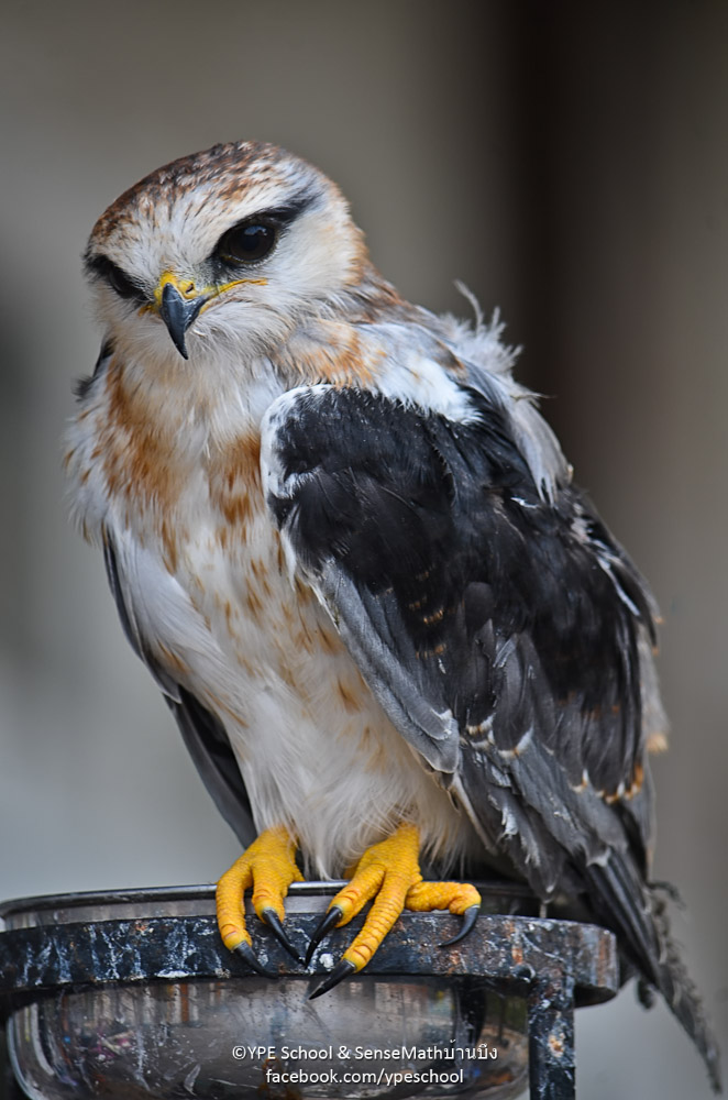 bird-1.jpg