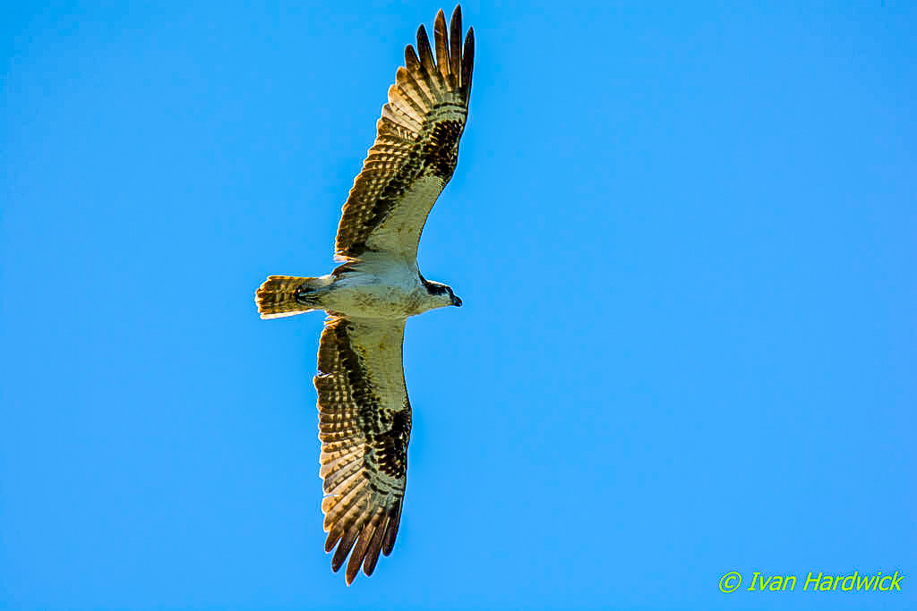 bird (1 of 1).jpg