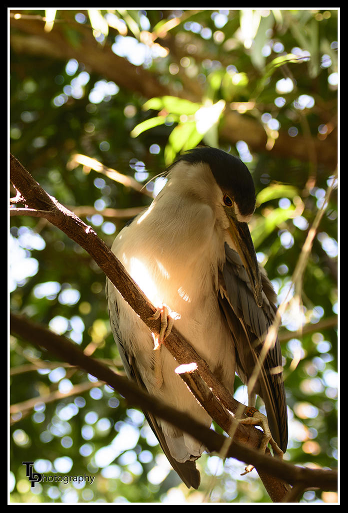 BIrd 1 Picture Zoo.jpg