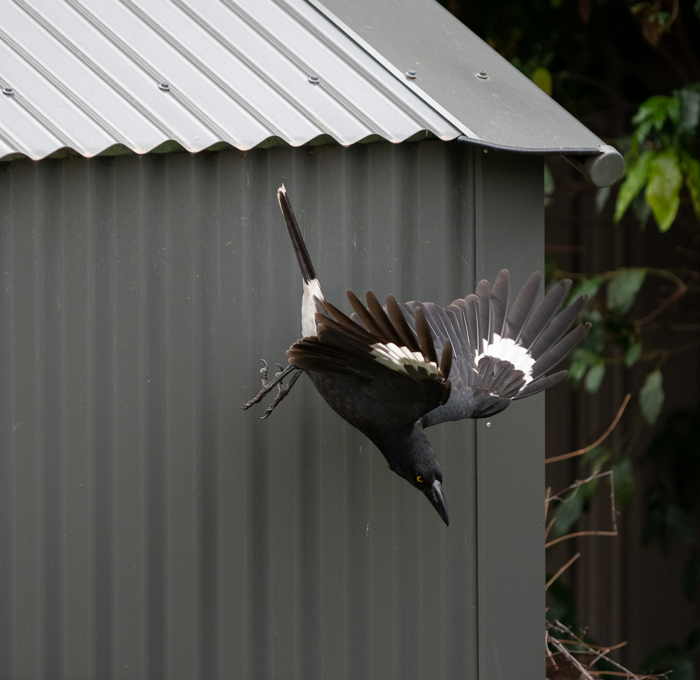 bird - 19th-2.jpg