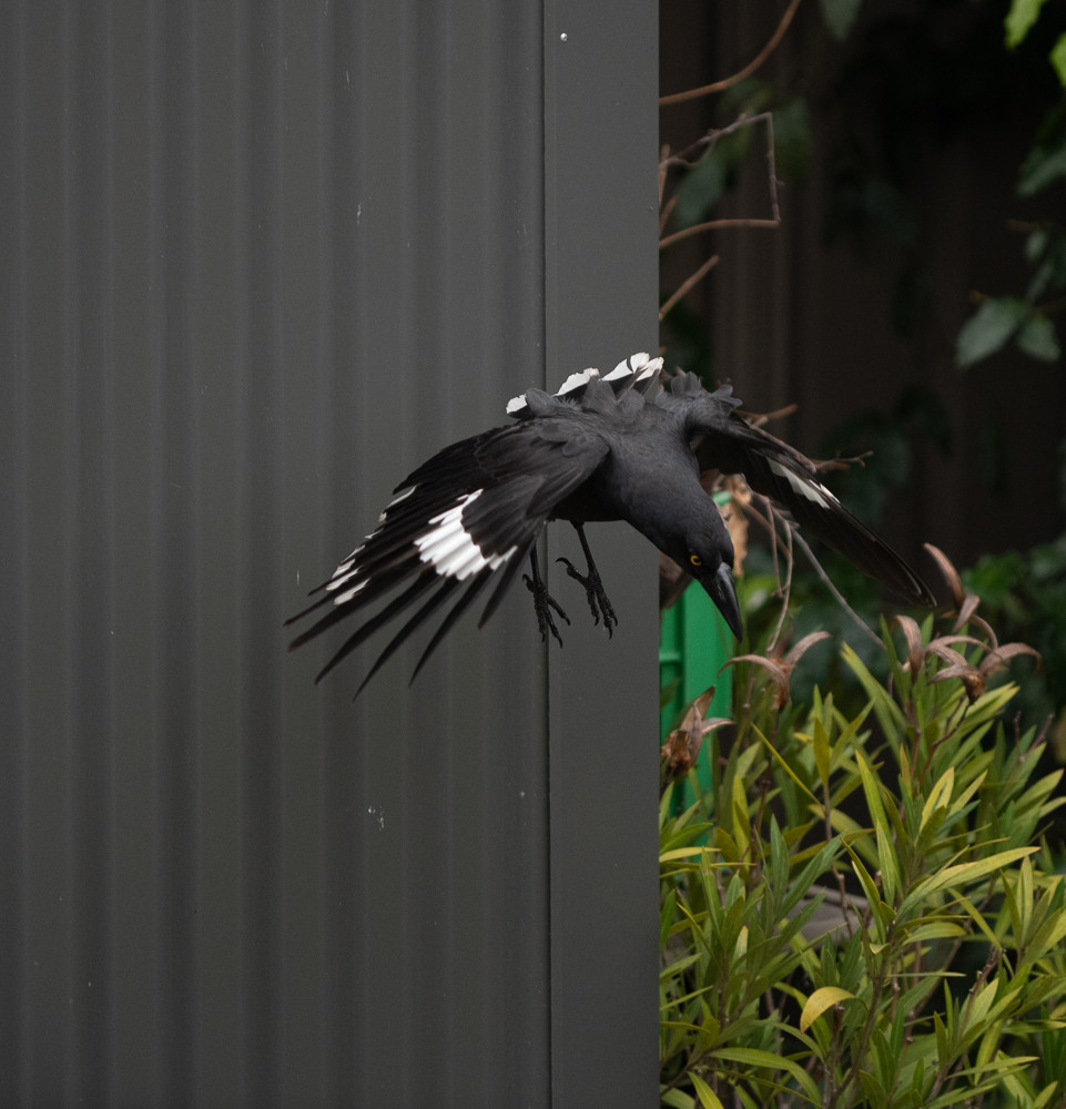 bird - 19th-3.jpg