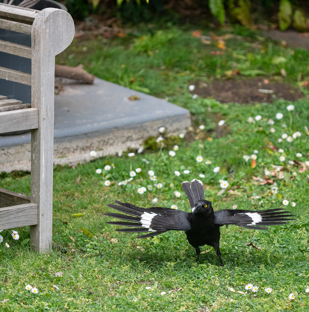 bird - 19th.jpg