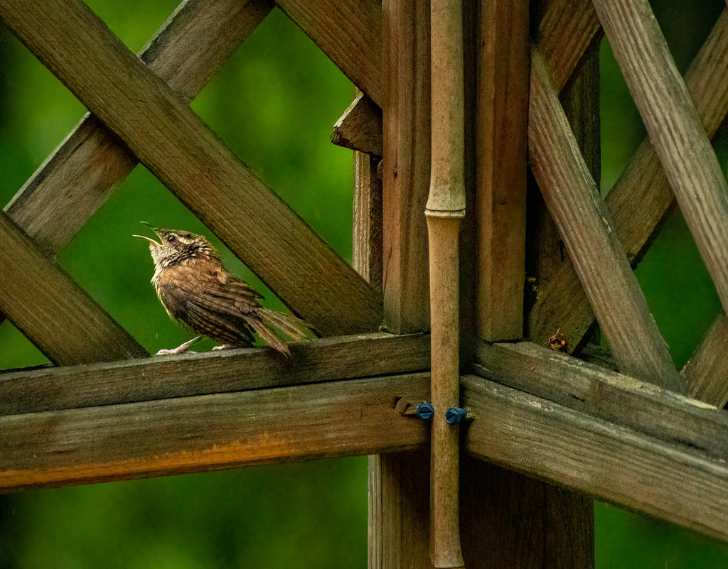 Bird 2 (1 of 1).jpg