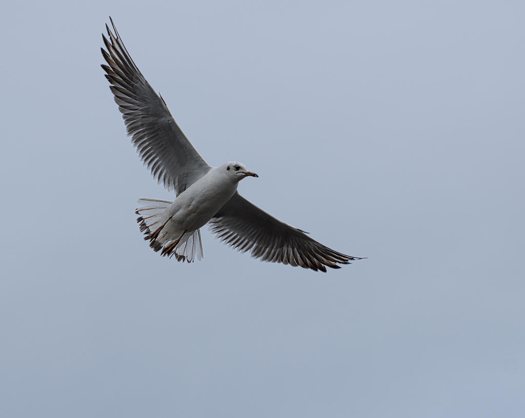 Bird-2.jpg