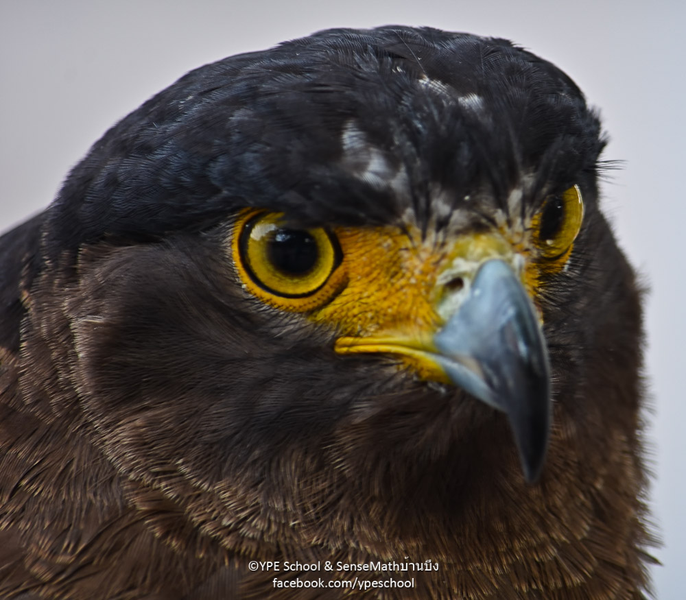 bird-2.jpg