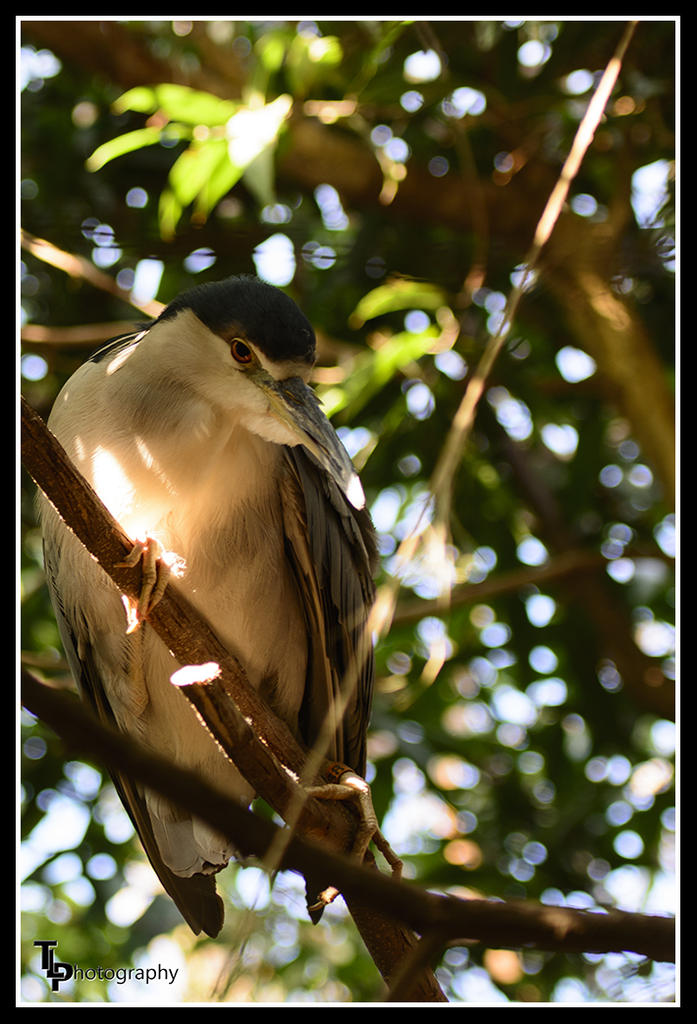 Bird 2 Picture Zoo.jpg