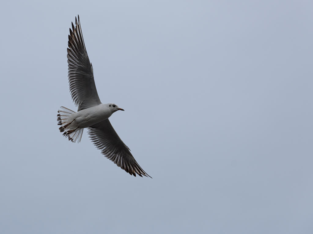 Bird-3.jpg