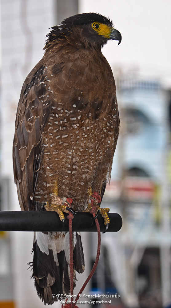 bird-3.jpg