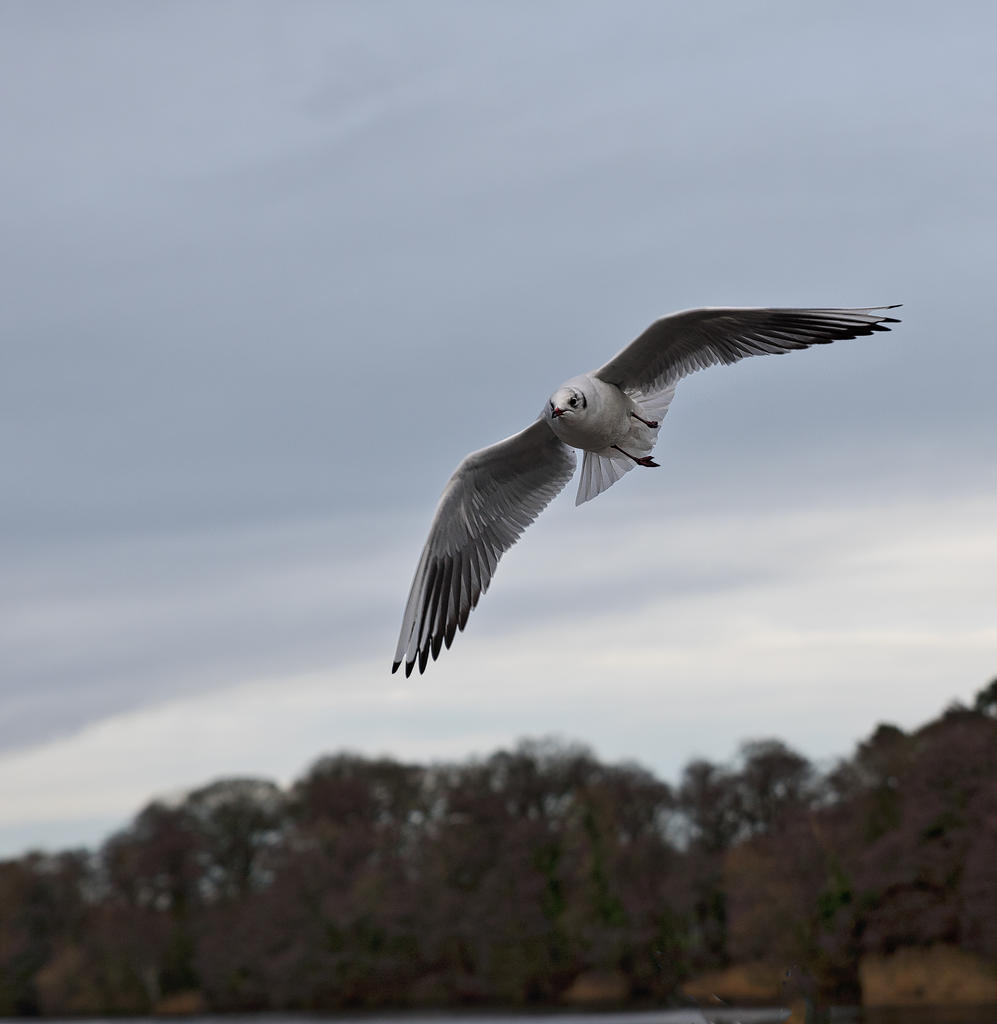 Bird-4.jpg
