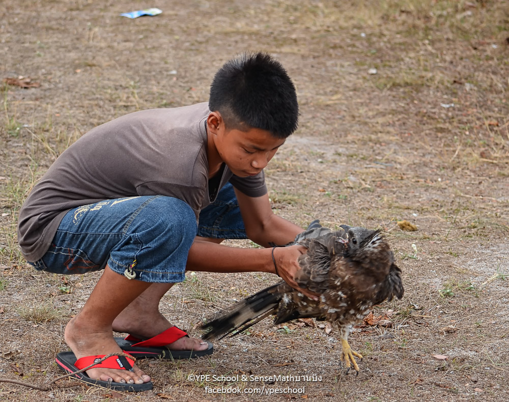 bird-4.jpg