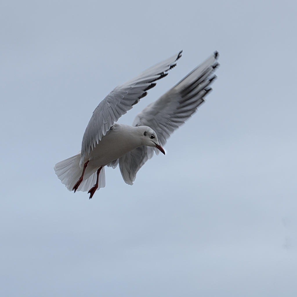 Bird-5.jpg
