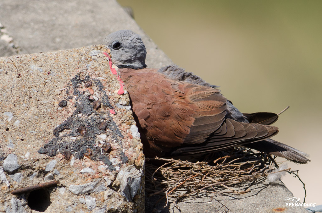 bird-55-300-1.jpg