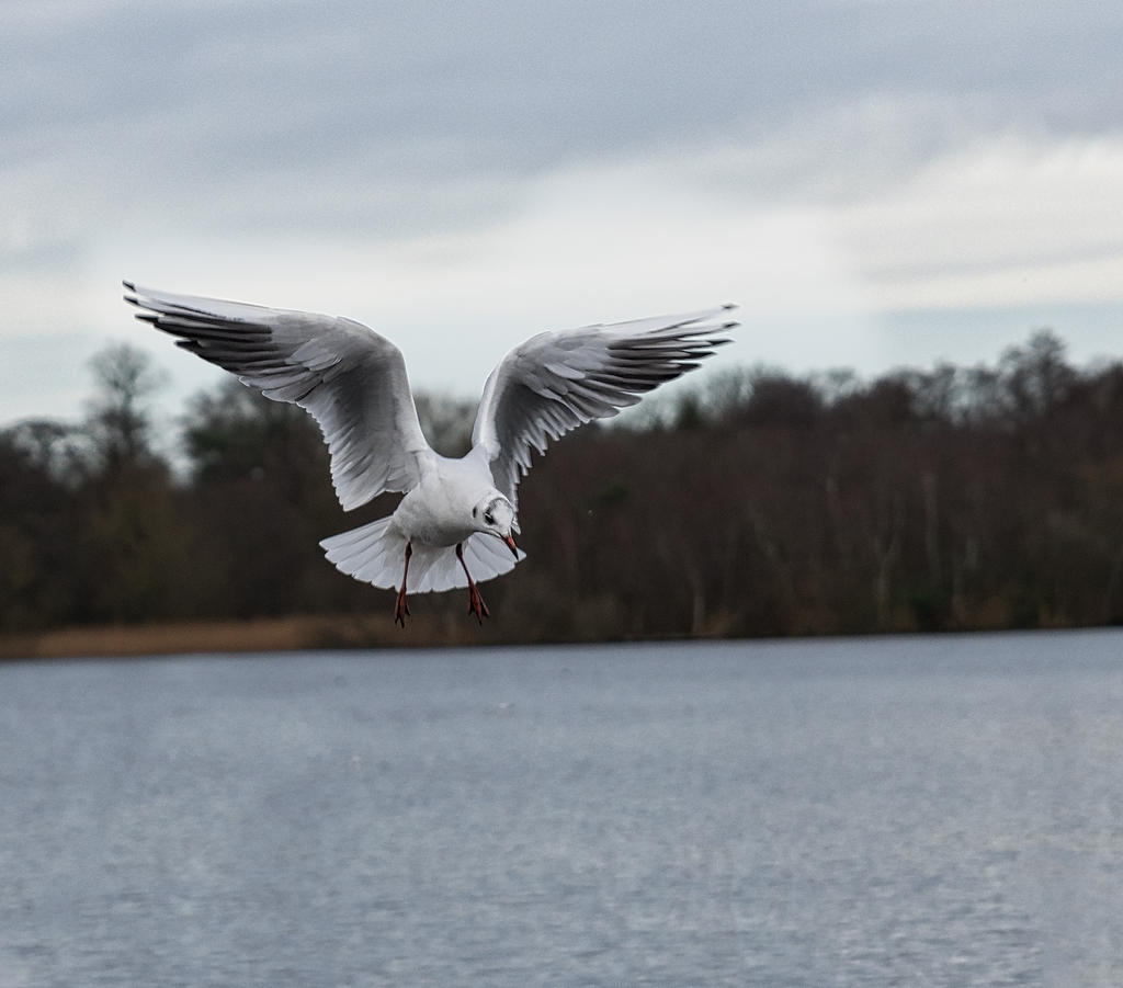 Bird-7.jpg