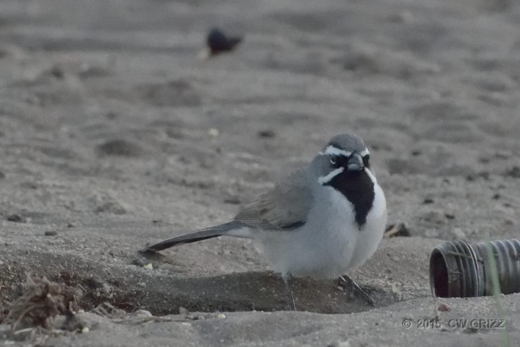 bird-a4-4-15-cr.jpg