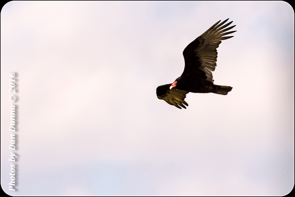 Bird Adventure-4373-Edit-Edit.jpg