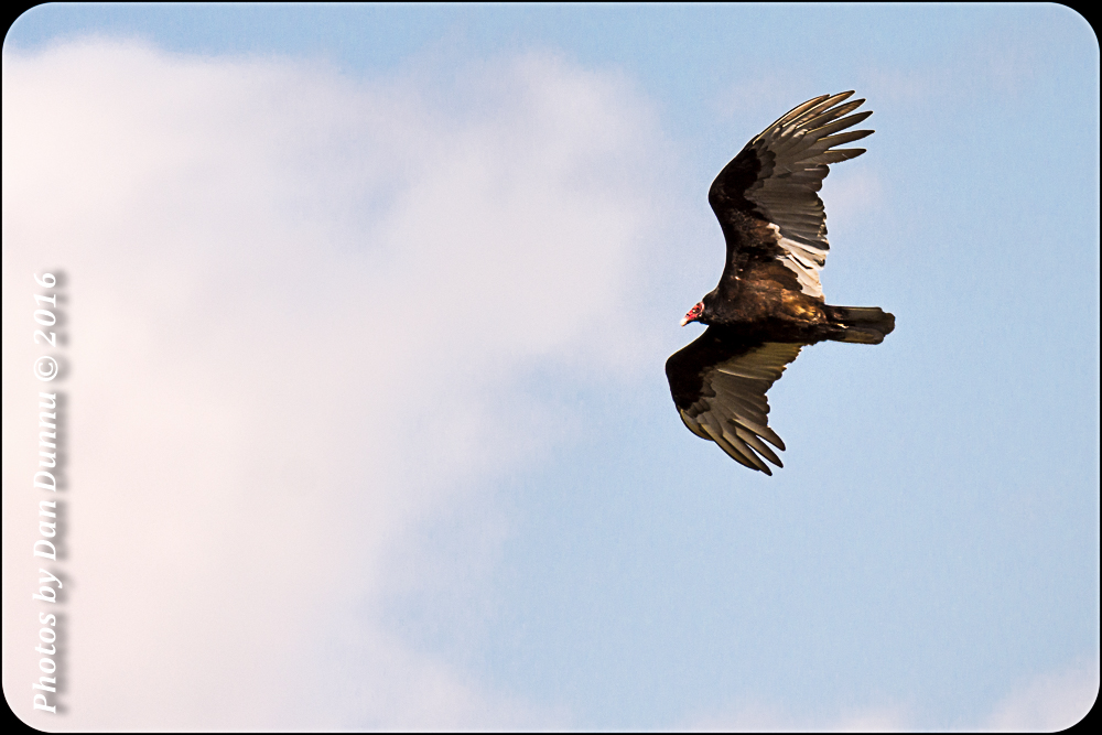 Bird Adventure-4376-Edit.jpg