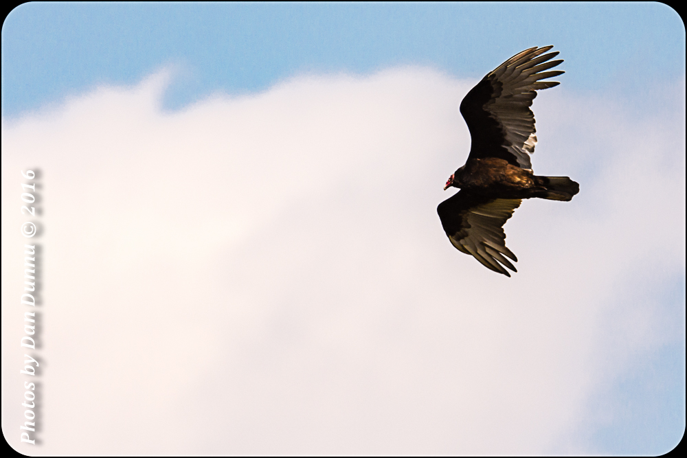Bird Adventure-4377.jpg