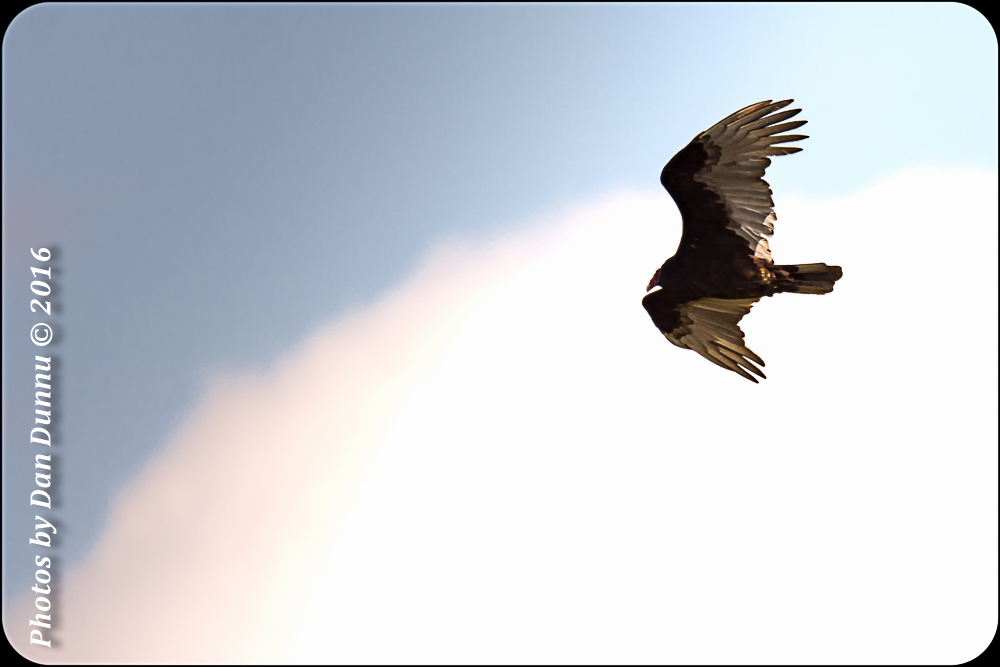 Bird Adventure-4378-Edit-Edit.jpg