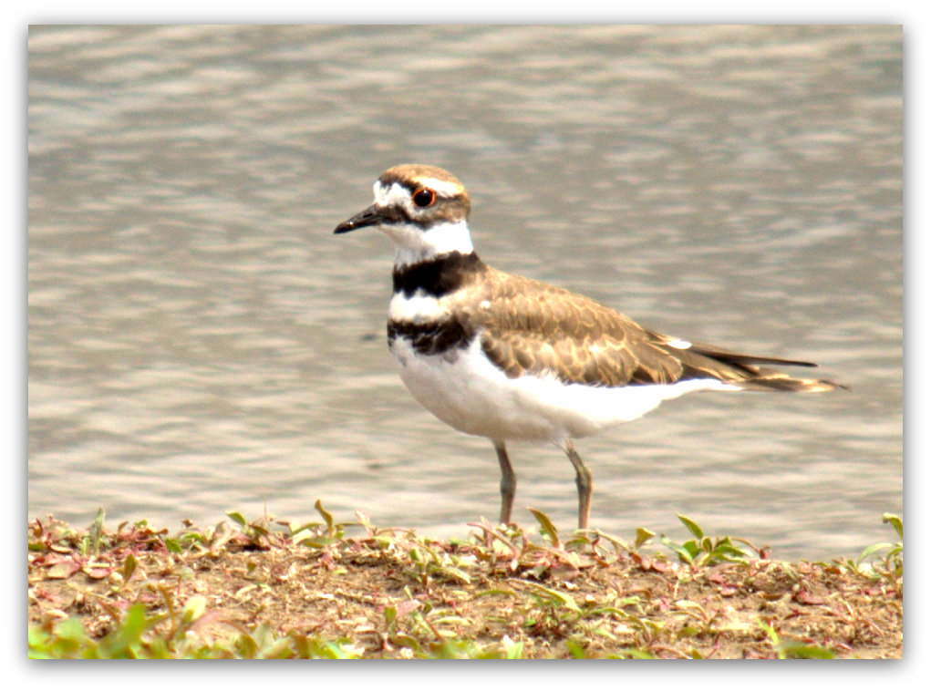 Bird at Chesterfield.jpg