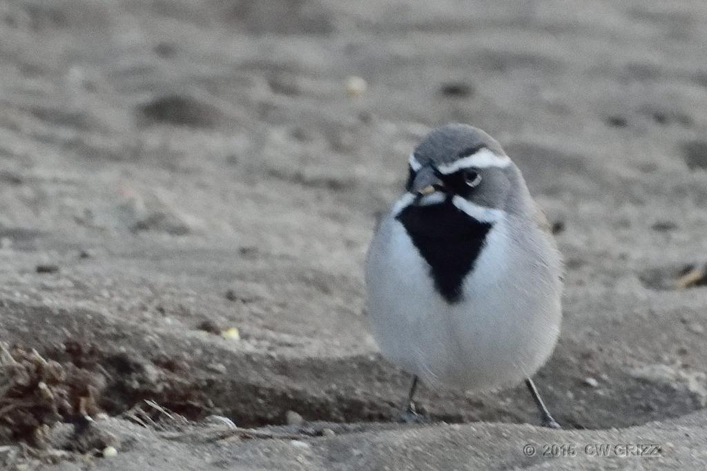 bird-b4-4-15-cr.jpg