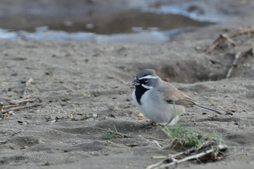 bird-c4-4-15-cr.jpg