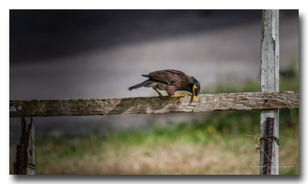 bird-clean-ype.jpg