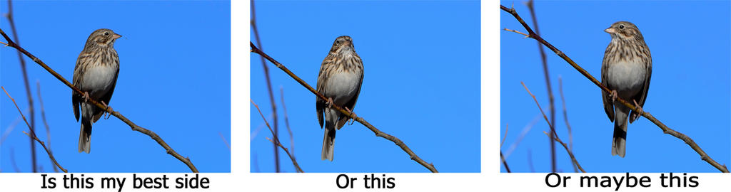 Bird Collage.jpg