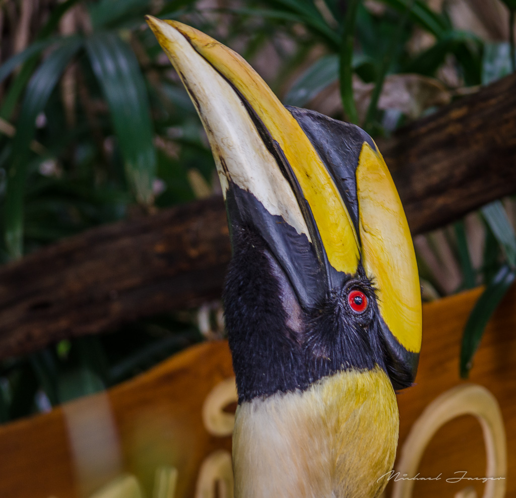 bird-color-2.jpg