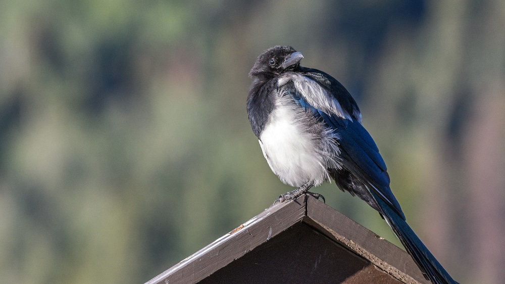 Bird, Colorado Rockies--2.jpg