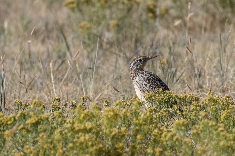 Bird, Colorado Rockies--3.jpg