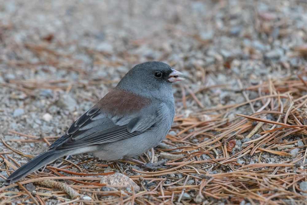 Bird, Colorado Rockies-7750.jpg