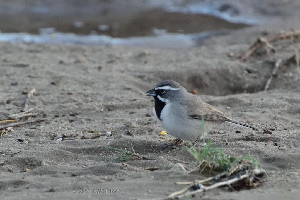 bird-d4-4-15-cr.jpg