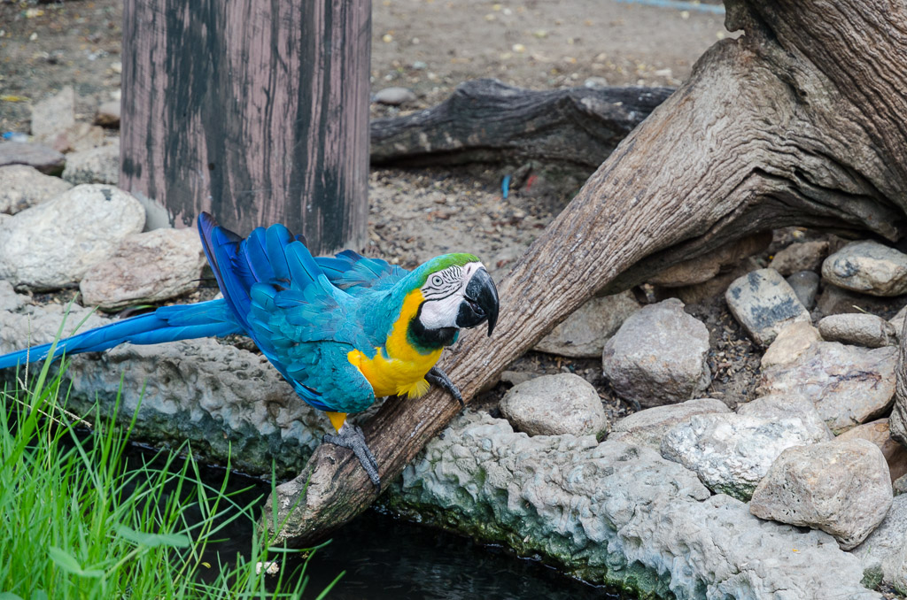 bird-drinking-1.jpg
