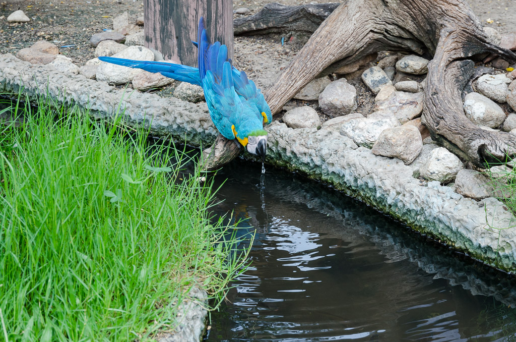 bird-drinking-2.jpg