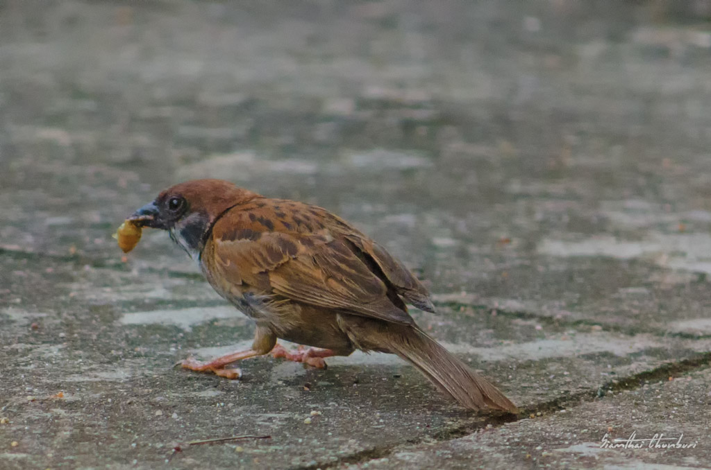 bird-eat-1.jpg
