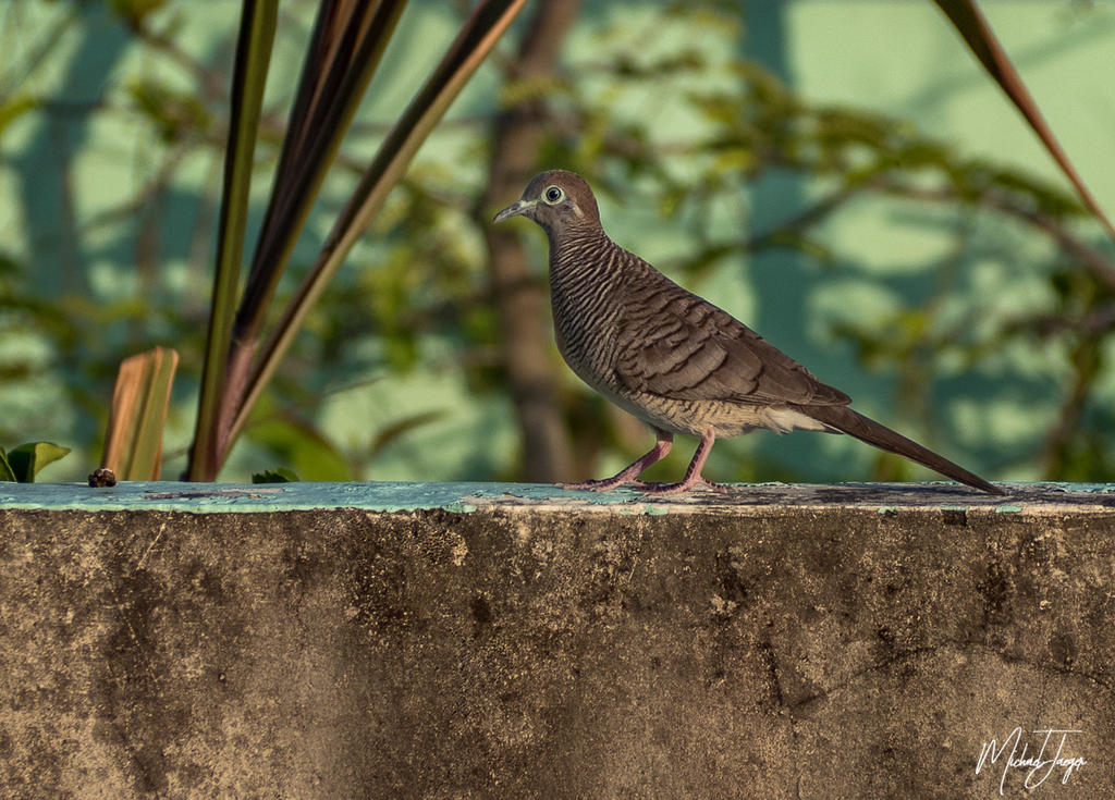 bird-evening-1-2.jpg