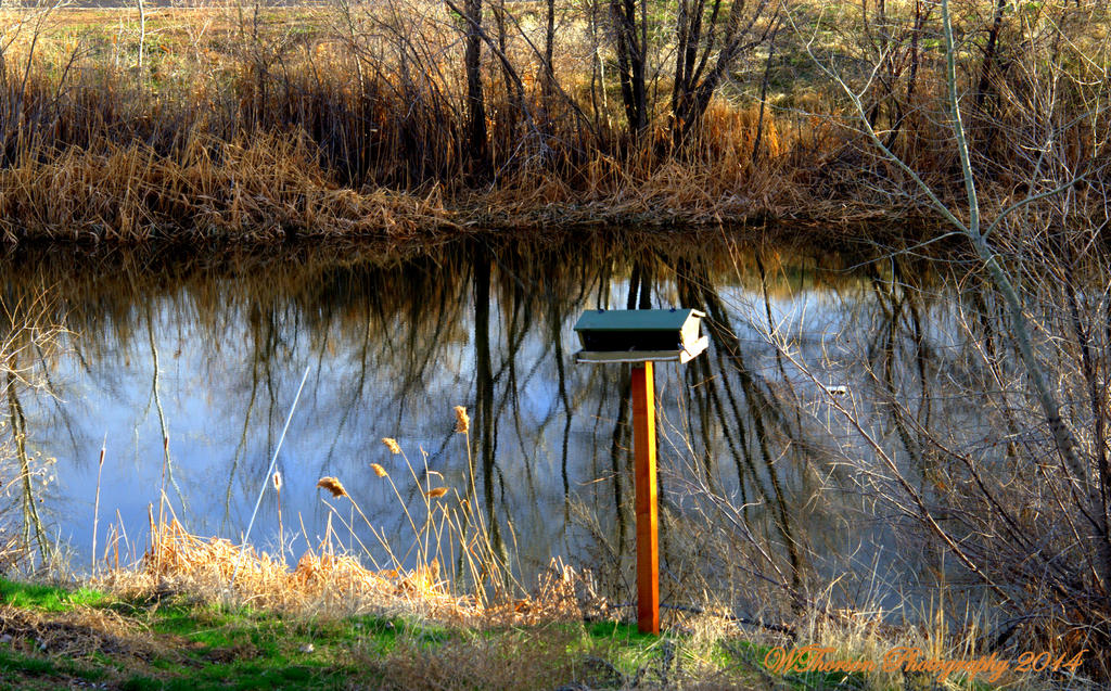 Bird feeder on pond.jpg