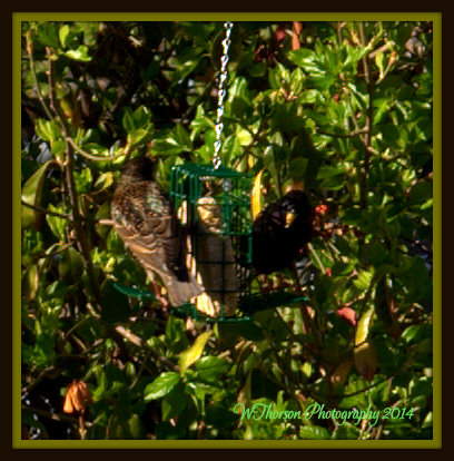 Bird Feeder Visiters.jpg