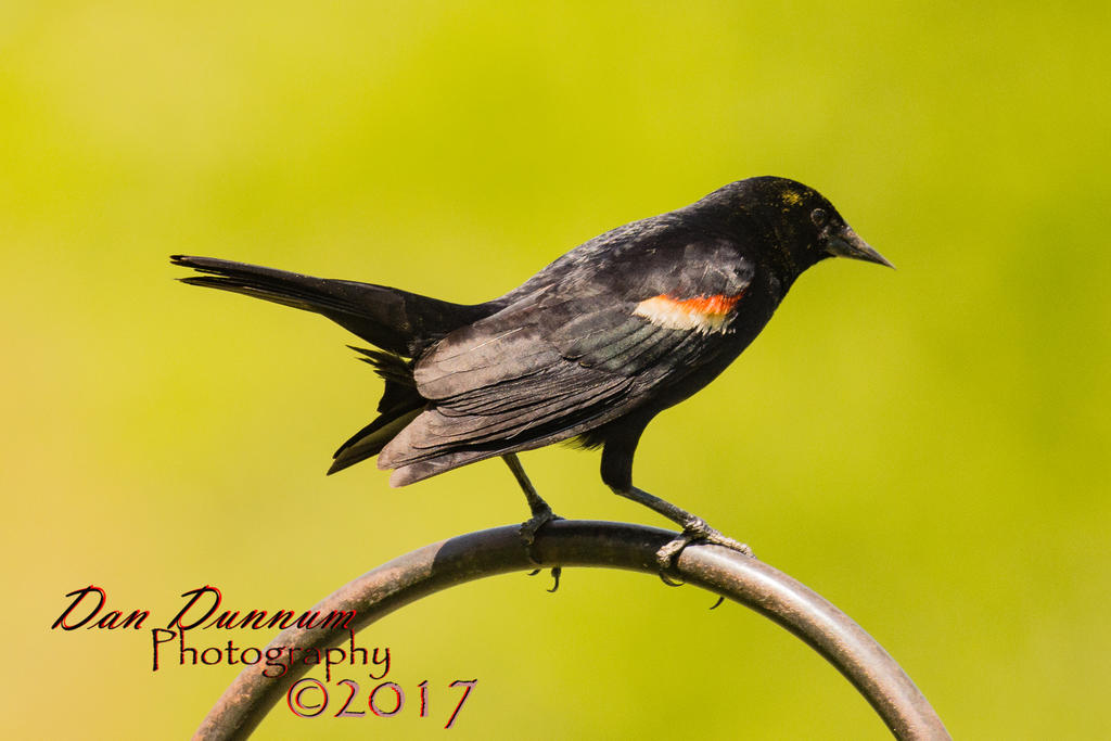 BIRD FIEDER-2020.jpg