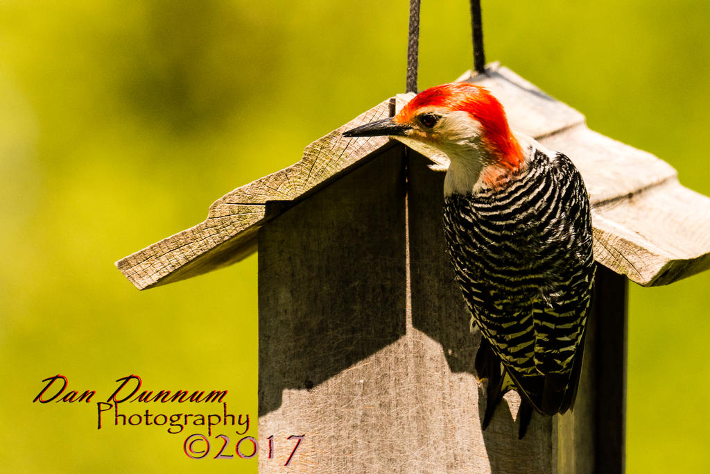 BIRD FIEDER-2026.jpg