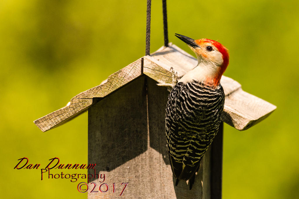 BIRD FIEDER-2027.jpg