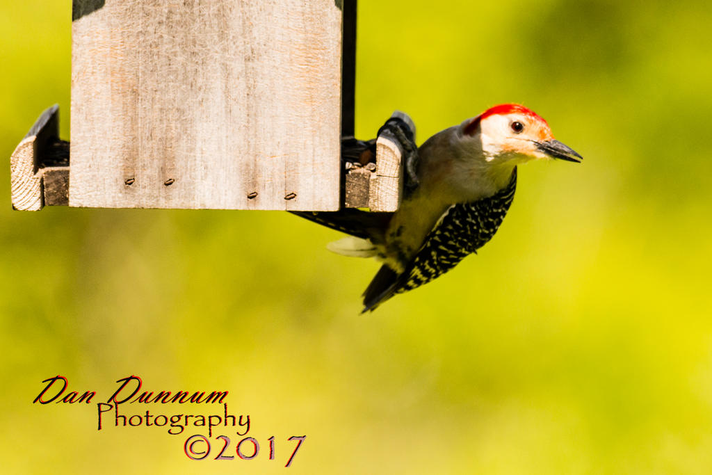 BIRD FIEDER-2034.jpg