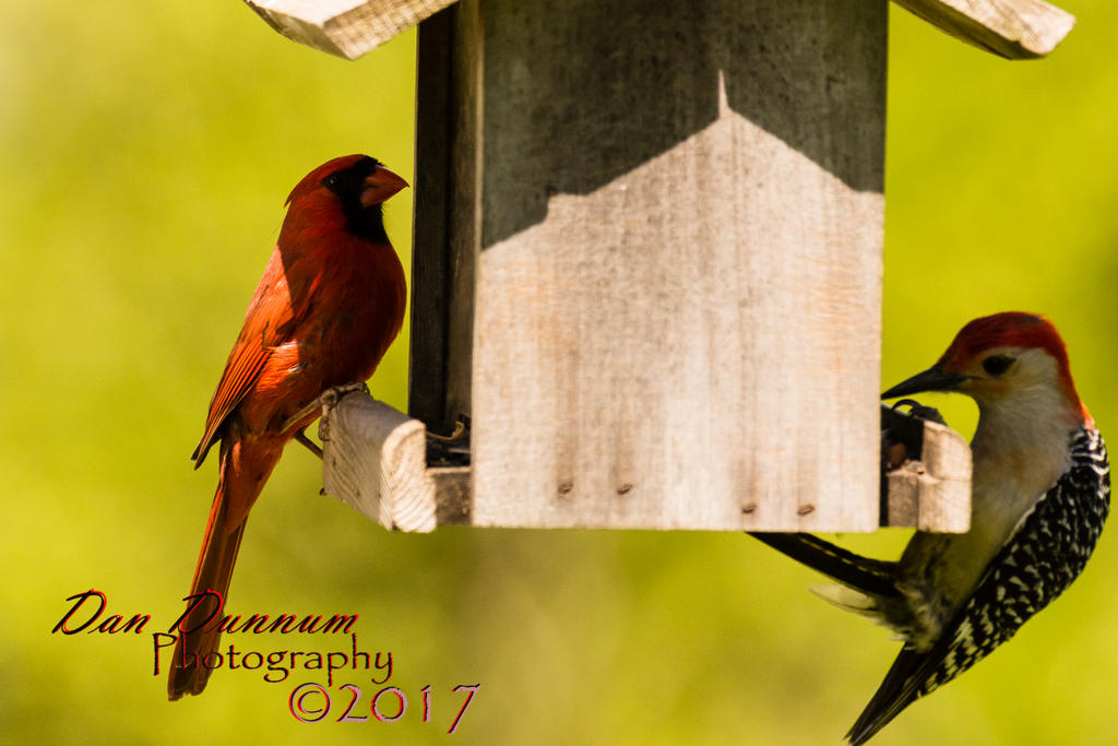 BIRD FIEDER-2040.jpg