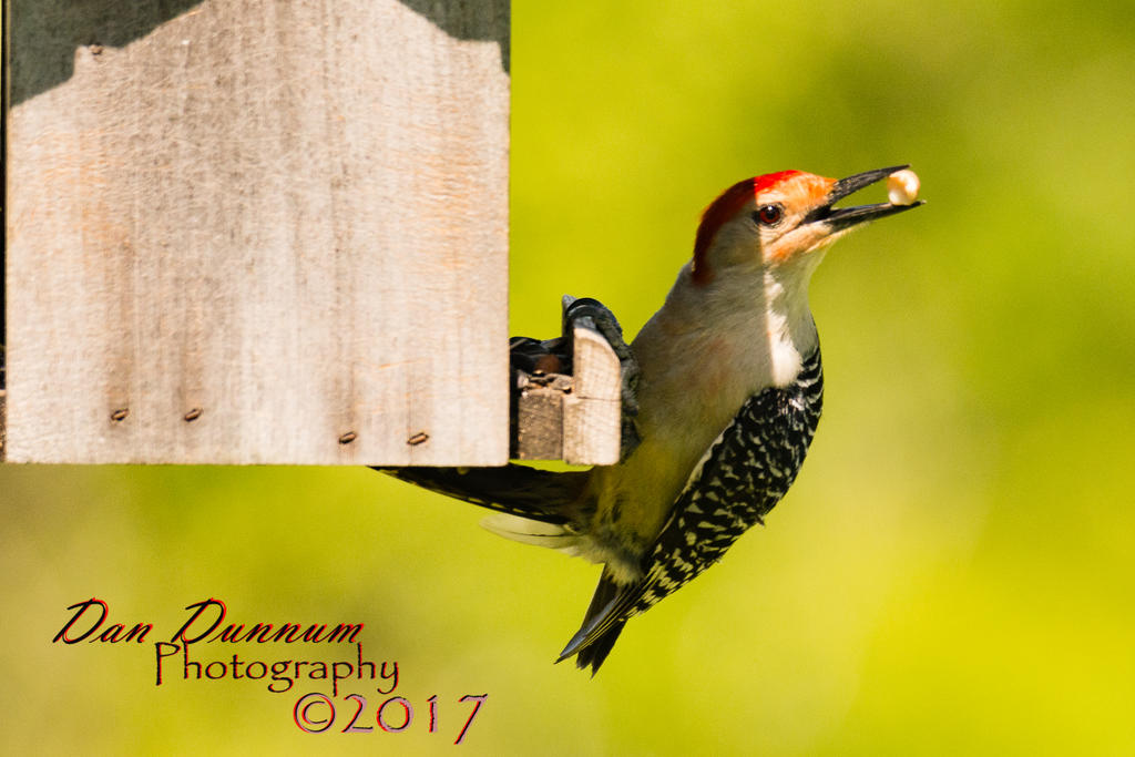 BIRD FIEDER-2054.jpg