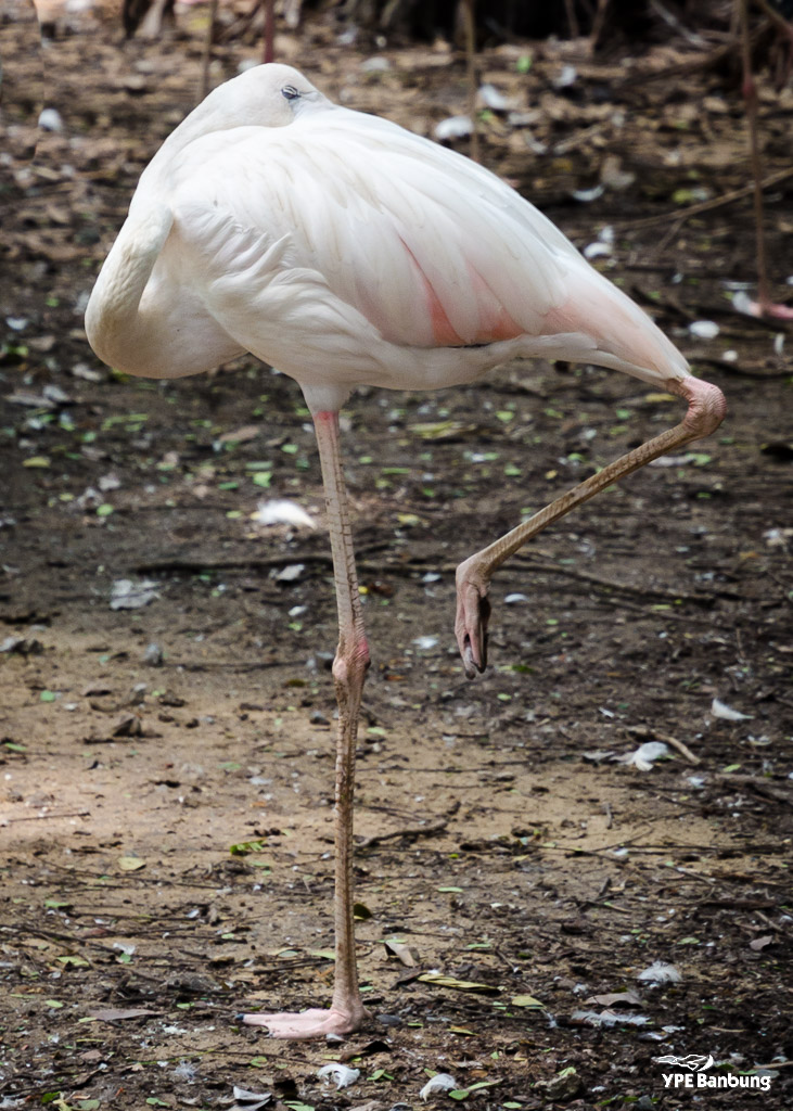bird-flamingo-1.jpg
