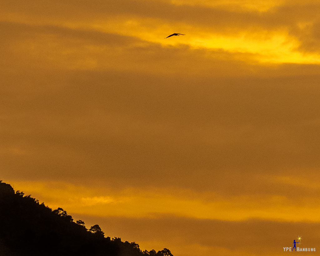 bird-flying-into-sunset-2.jpg